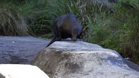 seal and seagull interaction on a rock