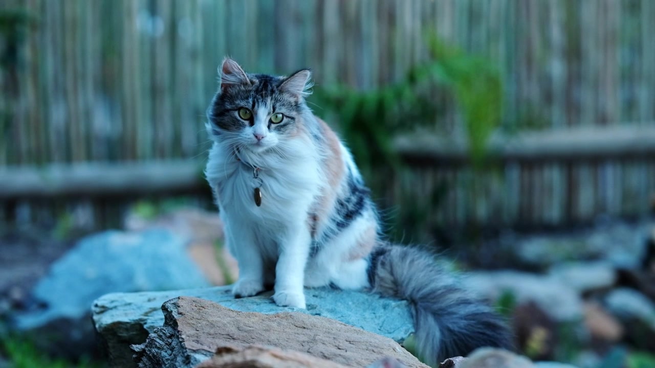 風の中で外に座っているかわいい長毛猫