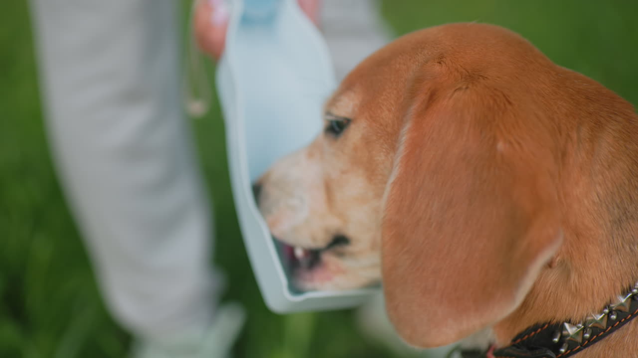 Cute bulldog drinking water from plate held by person outdoors on green grass during sunny day close-up pet hydration moment calm relaxed dog thirst quencher peaceful summer scene