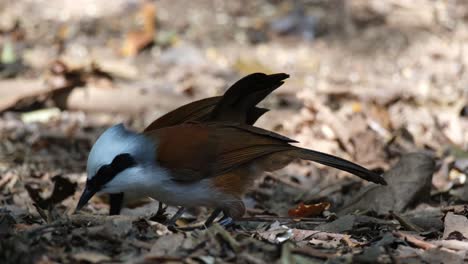 two individuals feeding together while facing to the left, white-crested laughingthrush garrulax leucolophus, thailand