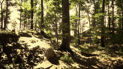 Forest-scene-with-mossy-ground-in-sunny-evening-in-summer