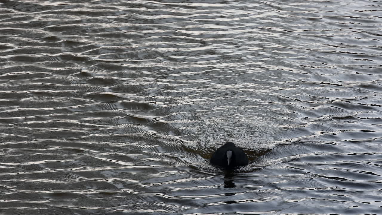 coot is swimming at water