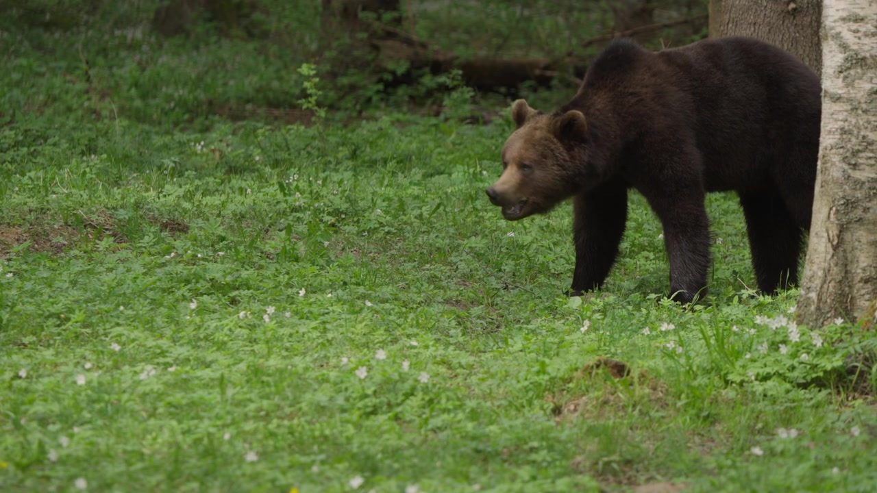Orso bruno eurasiatico in Estonia si muove da dietro una betulla argentata e cammina verso destra nella radura al rallentatore, attento in un prato boschivo verde in primavera