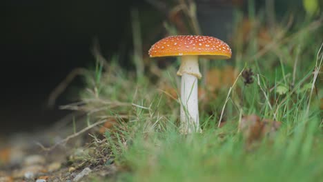 una foto macro del hongo moteado rojo en el suelo del bosque