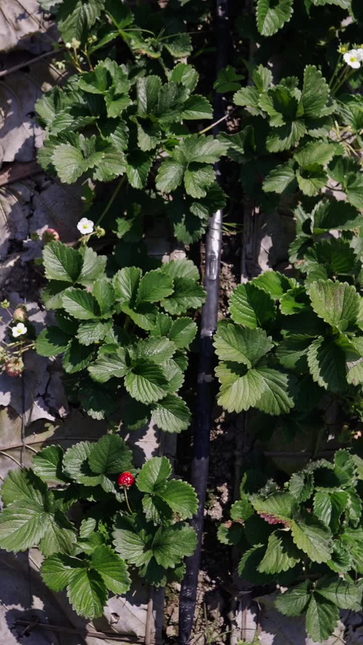 Strawberry field with irrigation pipe