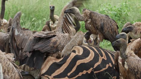 Medium shot of lots of white-backed vultures fighting over the leftovers of a zebra kill, Mashatu Game Reserve, Botswana