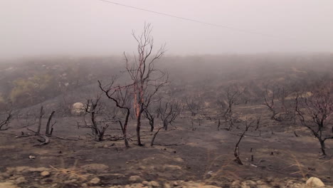 view of burned trees, destroyed vegetation after the fire, natural disaster