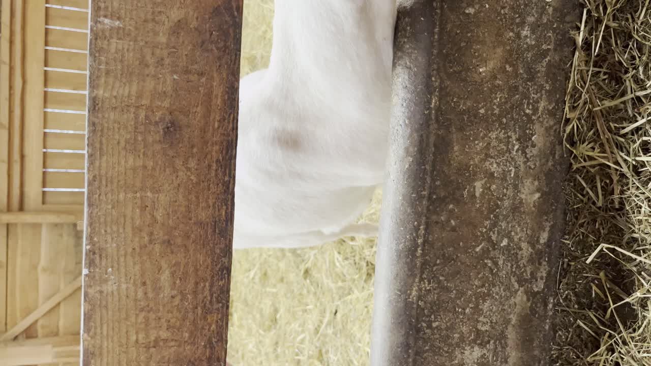vista vertical de una cabra rural blanca en una granja