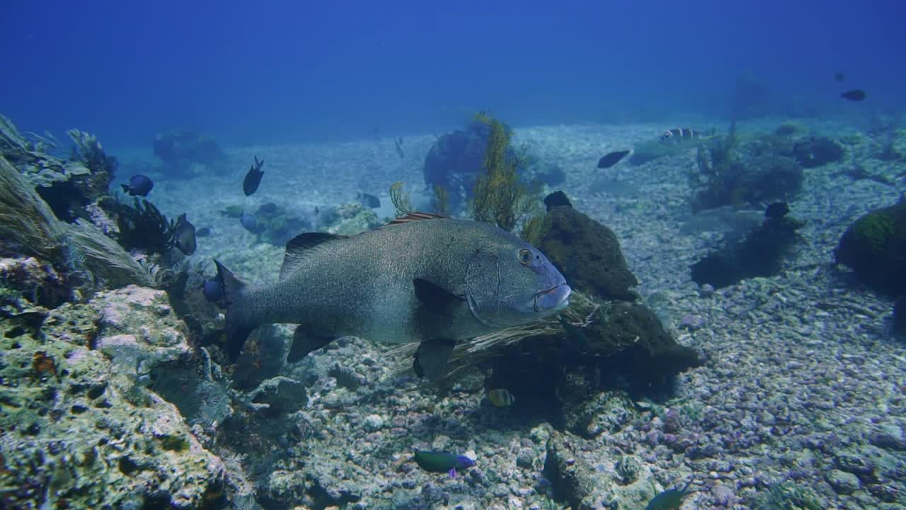 un labio dulce gigante gris nada lentamente sobre el arrecife de coral, suelo de escombros del océano