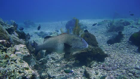 a grey giant sweetlip is swimming slowly over the coral reef - rubble floor of the ocean