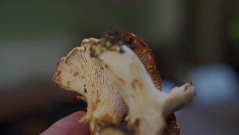 close up of chanterelle mushroom in hand