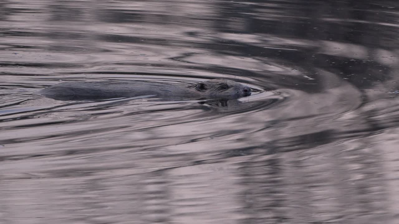 Eurasian Beaver swimming across surface of small pond in Norway at twilight, turns to face camera, slow motion
