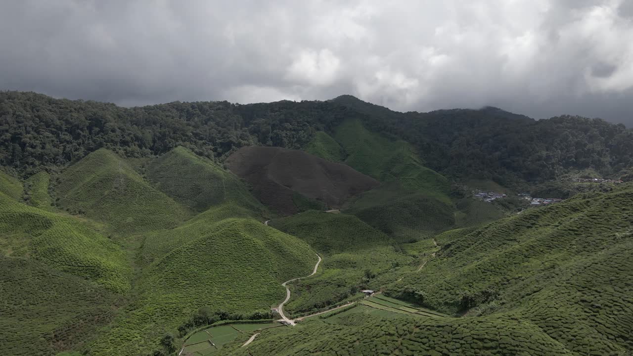 Aerial: Green hillside tea plantation in Cameron Highlands, Malaysia