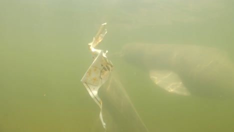 Delfines-De-Río-Nadando-En-El-Agua-Con-Basura