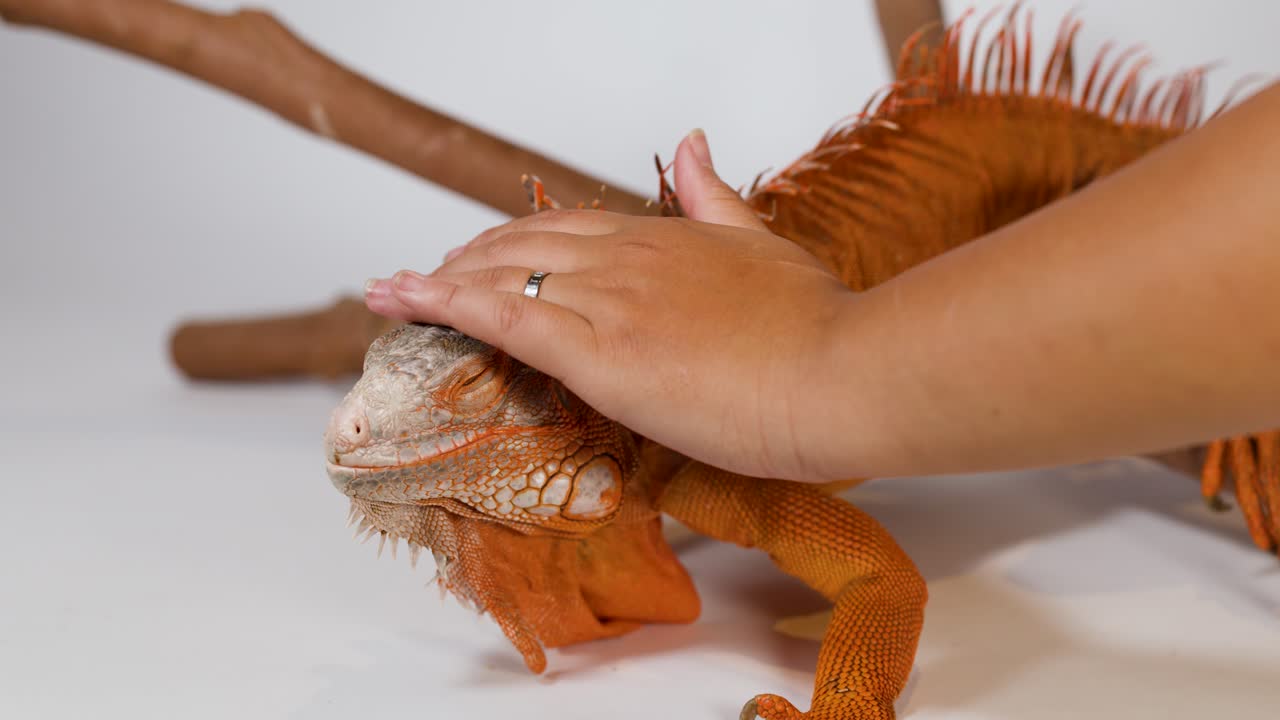 A person's hand gently strokes the head of a vibrant orange iguana on white background