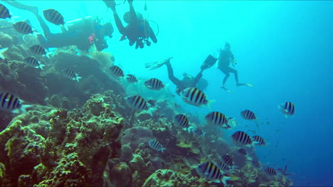 a divers regrouping at the reef