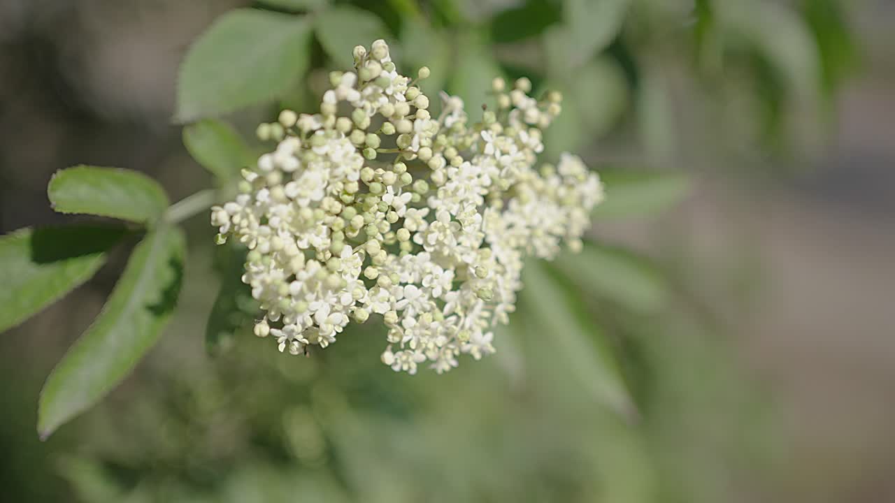 flor de saúco moviéndose suavemente en el viento. enfoque de estante
