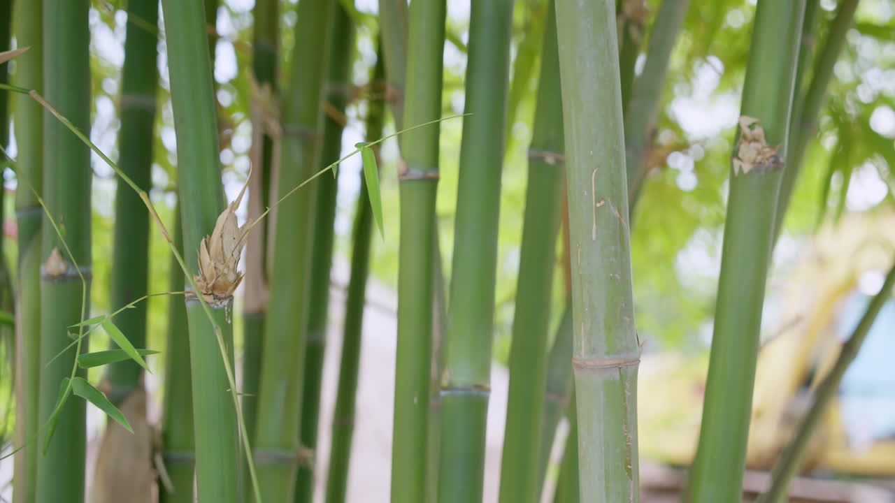 This image captures vibrant bamboo growth in a tropical forest showcasing nature's beauty and diversity