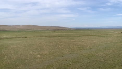 a wide shot of a field with cattle grazing in the distance