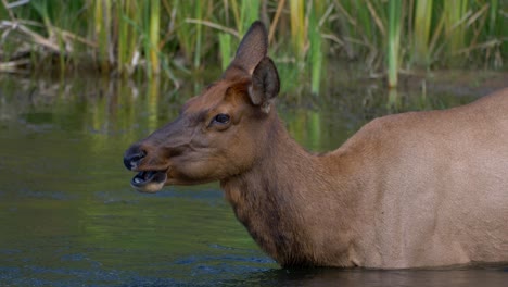 A-female-elk-chewing-on-something-bathing-in-a-river-and-relaxing-in-Yellow-Stone-National-Park