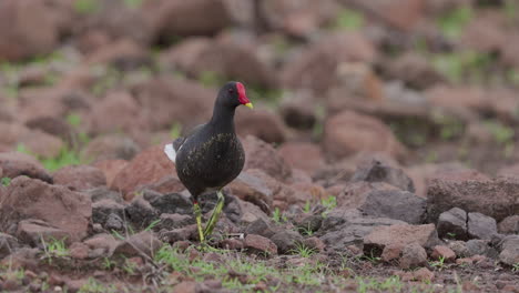 common moorhen walking towards the camera over the rocks on a early morning