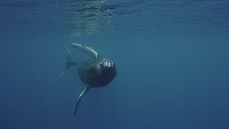 Black-Humpback-Whale-approaching,-showing-its-belly-and-swiping-its-fluke-close-in-front-of-the-camera-in-clear-water-at-the-surface-around-the-Islands-of-Tahiti,-French-Polynesia