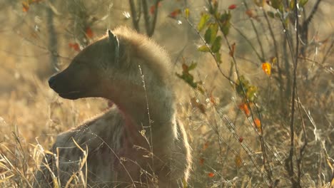 a spotted hyena blenched in blood checking its surroundings, greater kruger