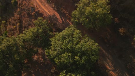 Aerial-view-of-green-tree