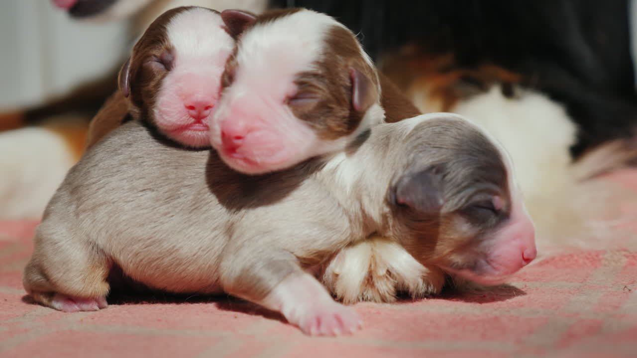 오스트레일리언 셰퍼드가 갓 태어난 강아지를 돌본다 16