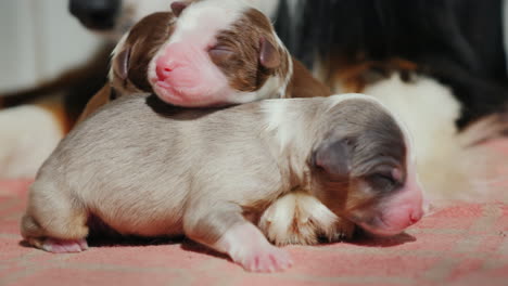 pastor australiano cuida a su cachorro recién nacido 16