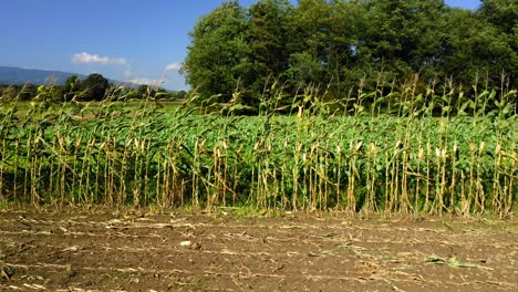 mixed farmland with corn, vegetables and trees in background, european countryside in autumn, harvest and cultivation concept