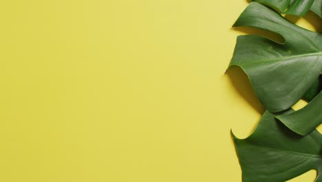 animación de hojas verdes exuberantes sobre fondo amarillo con espacio de copia