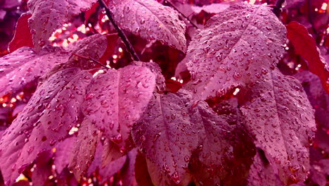 red leafs tree with rain droplets, autumn season