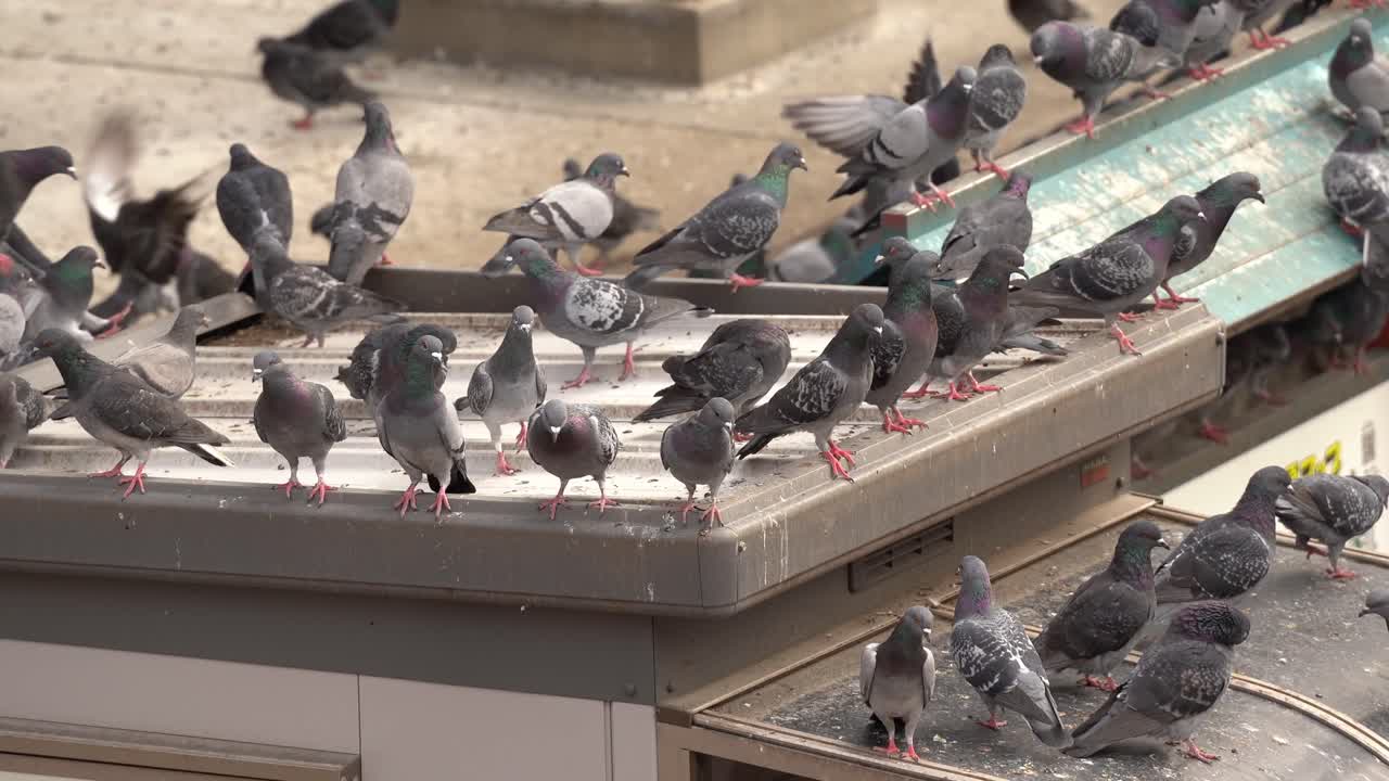 A World of Pigeons on Rooftops of Osu Kannon