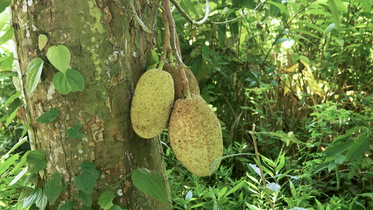 jackfruit jugoso maduro colgando de las ramas de los árboles frutales tropicales, deliciosa cosecha exótica