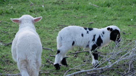 Cute-spotted-lamb-eating-leaves-from-branches-on-pasture-in-Sardinia,-Italy