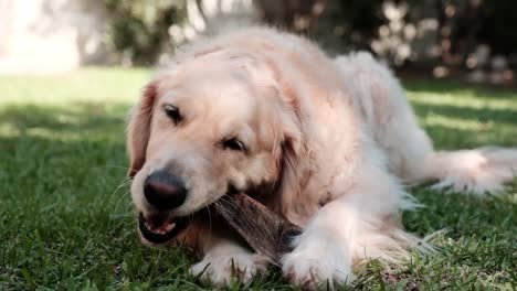 young golden retriever female chews a piece of wood on the grass