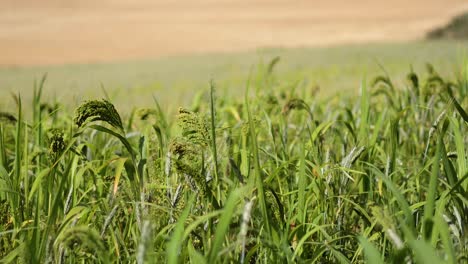 barley swaying in a breezy field