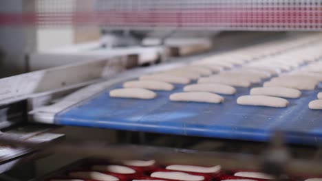factory worker tasking fresh bread dough rolls moving on blue conveyor belt. low angle