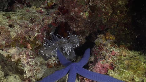 Seeanemone-Greift-Nachts-Den-Blauen-Stern-An,-Weitwinkelaufnahme