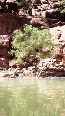 a lone tree growing on the edge of a river in a canyon