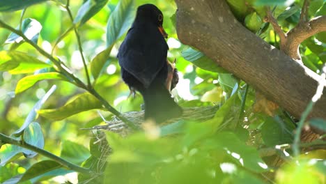 la madre del pájaro negro alimenta a los polluelos de los pájaros en el nido sobre el árbol de limón