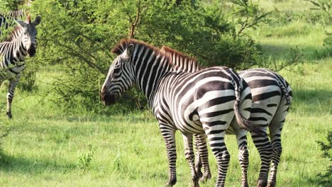 adult zebras with striking black and white stripes on the plains of lake mburo national park in uganda