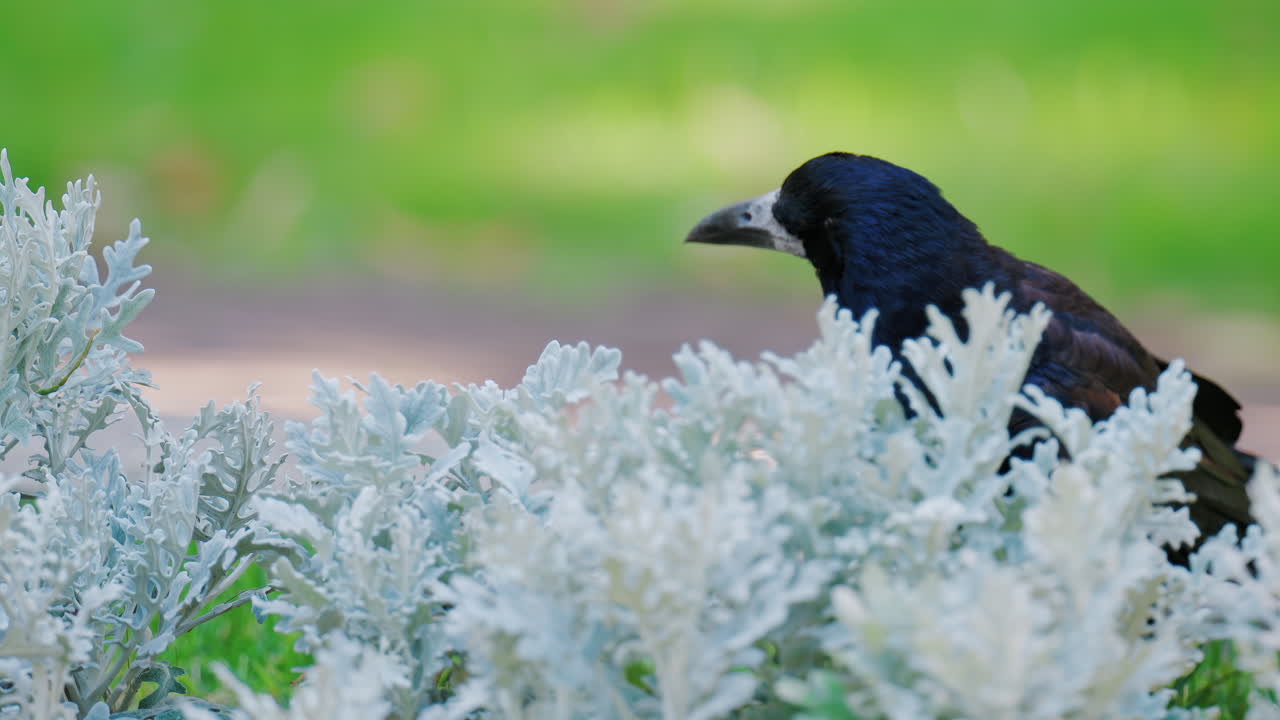 A black crow walks gracefully on green grass near decorative white plants