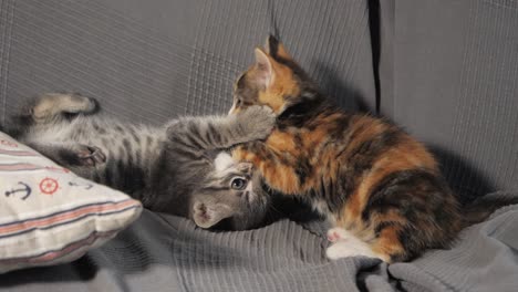 Slow-motion-shot-of-kittens-playing-with-each-other-on-a-sofa