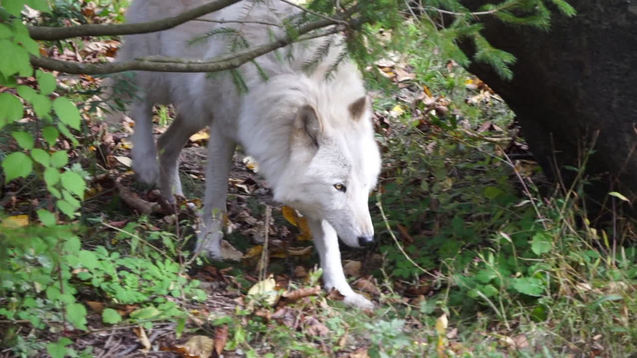Southern Rocky Mountain Gray Wolf sniffs at ground beside a boulder