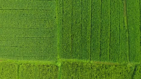 Drone-shot-of-rice-field-terraces-in-Canggu,-Bali-Indonesia