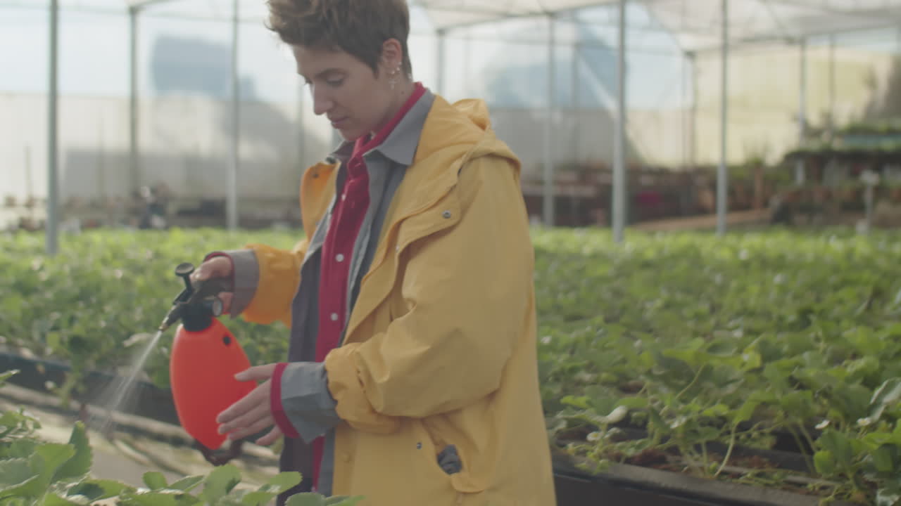 Woman Watering Strawberry in Greenhouse Farm