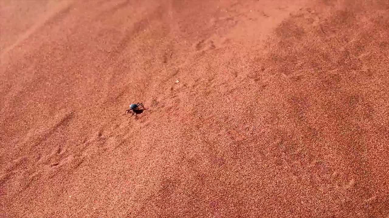 스테노카라 그라실리페스 (stenocara gracilipes) 는 비아 사막에 서식하는 정벌레의 일종으로, 은 모래 위를 달려다니며 모래 언덕에 무를 남니다.