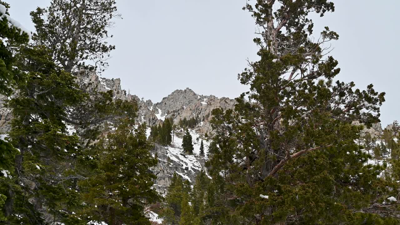 Snow-capped mountain peak framed by evergreen trees in a rugged wilderness landscape